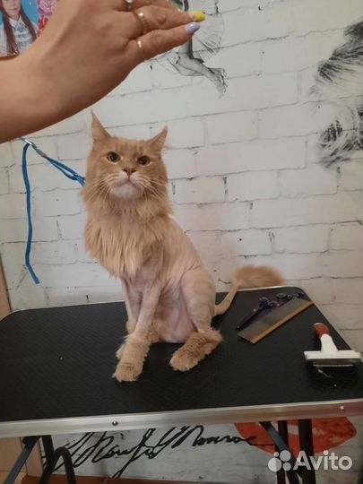 Грумер. Стрижка животных