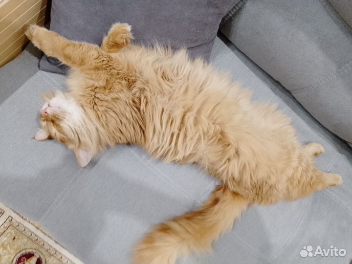 Передержка животных