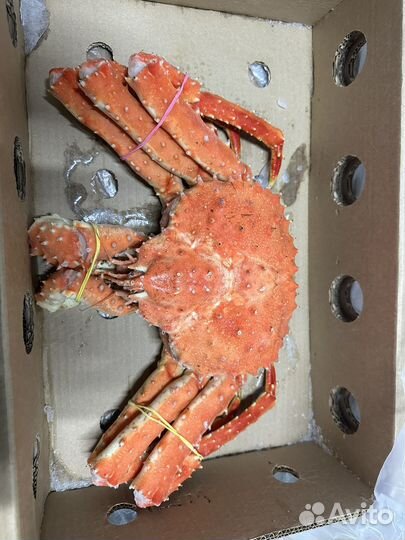 Краб камчатский