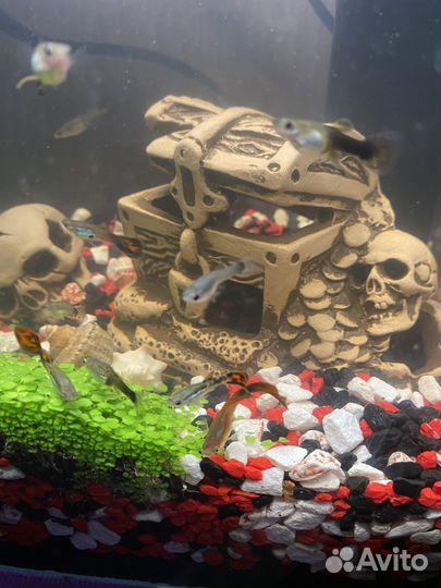 Рыбки гуппи разные. Бесплатно