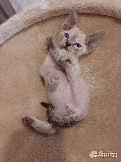 Девон-рекс мальчик