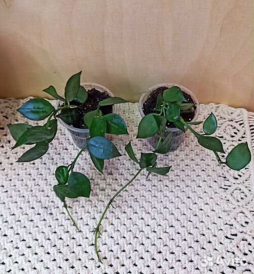 Хойя в ассортименте