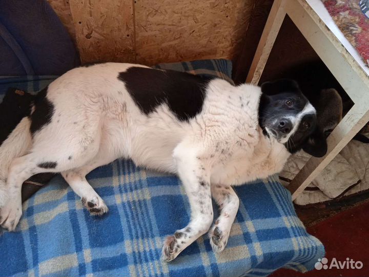 Собака Ронни