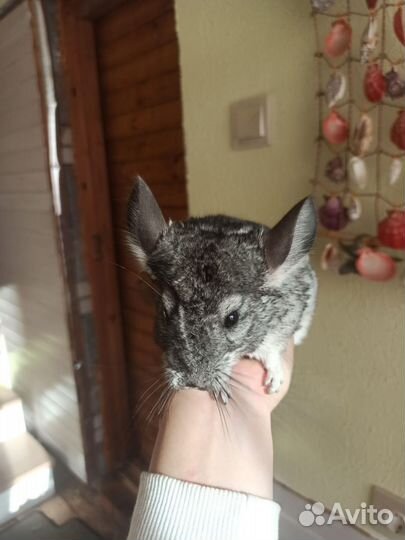 Шиншилла девочка