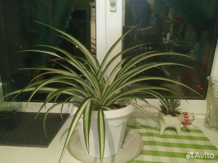 Хлорофитум