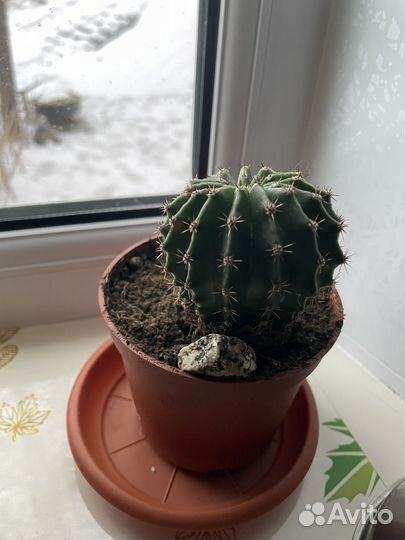 Кактус