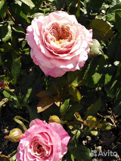 Саженец розы