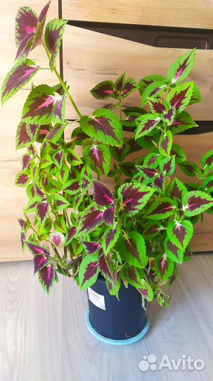 Рассада колеуса