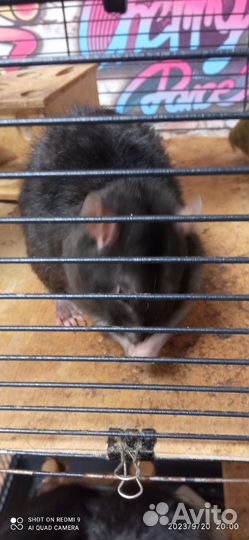 Крысы дамбо с клеткой