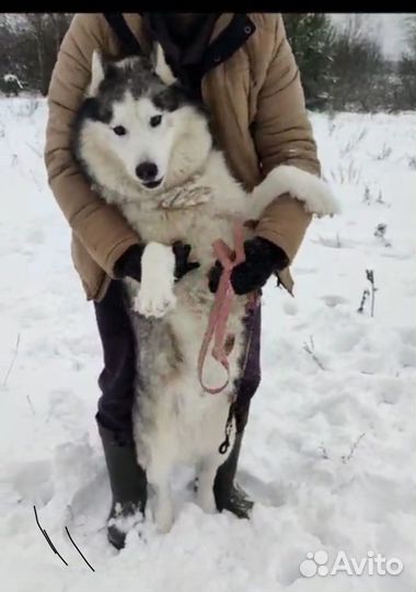 Возьмите мальчика в семью