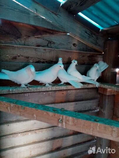 Продам голубей