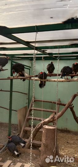 Фазаны ушастые синие и коричневые, яйцо