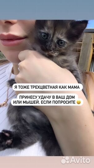 Котята