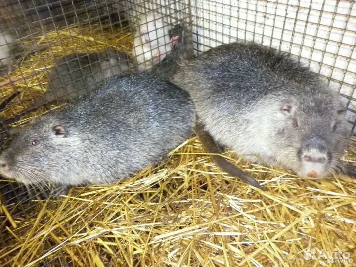 Нутрии и кролики белый паннон и калифорния