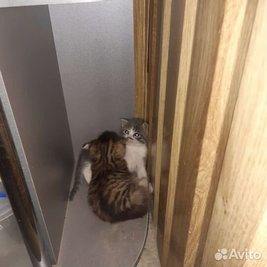 Котята в добрые руки 1 месяц