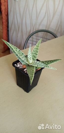 Алоэ Раухи, крассулы