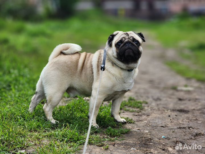 Мопс мальчик вязка