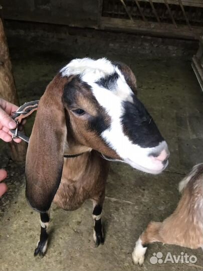 Козье молоко