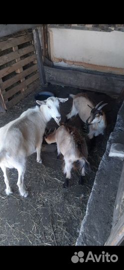 Продам коз