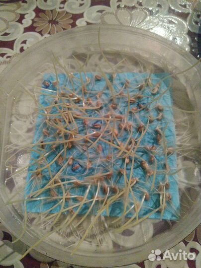 Пшеница яровая