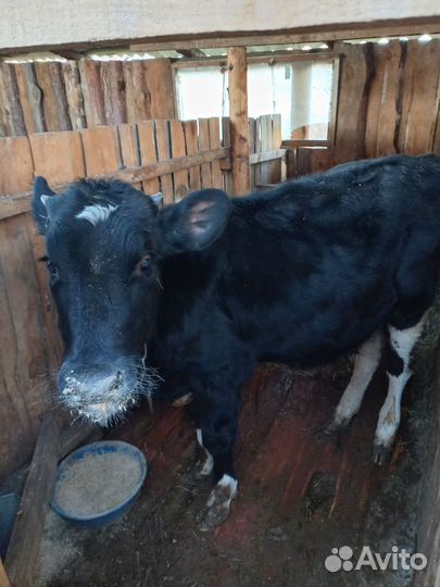 Телята бычки на откорм