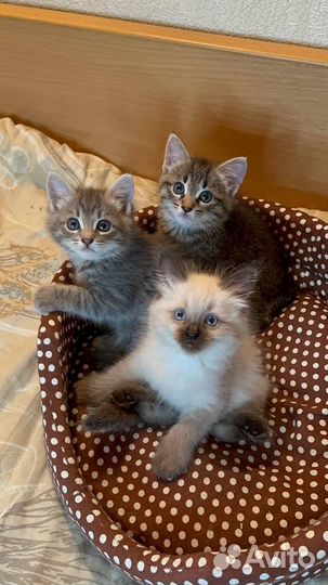 Котята в добрые руки