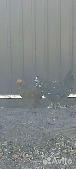 Куры бентамки