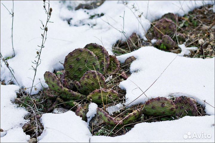 Опунция морозостойкая (зимует в Омске)