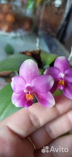 Орхидея фаленопсис