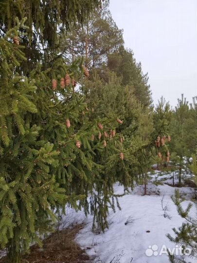 Веники пихта