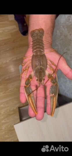 Живые и вареные раки