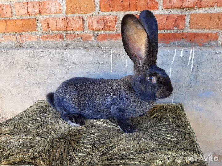 Кролики бельгийский великан