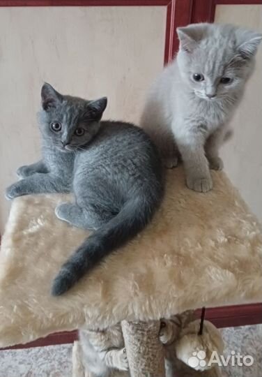 Британская