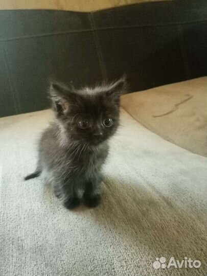 Персидский котик
