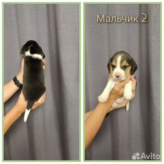 Щенки бигля