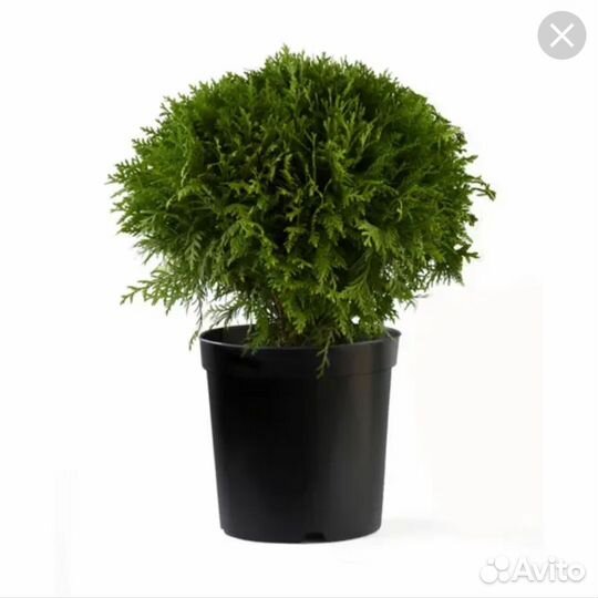 Хвойные растения