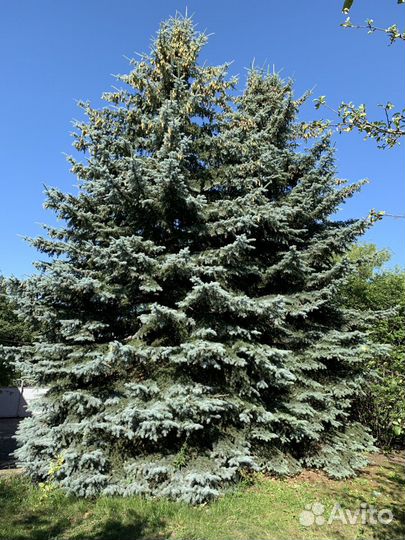 Ель голубая