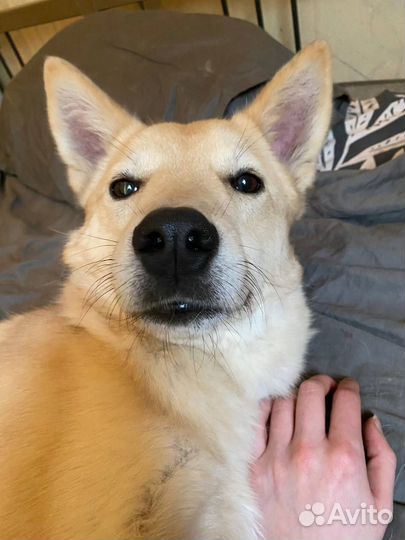 Перси ищет дом