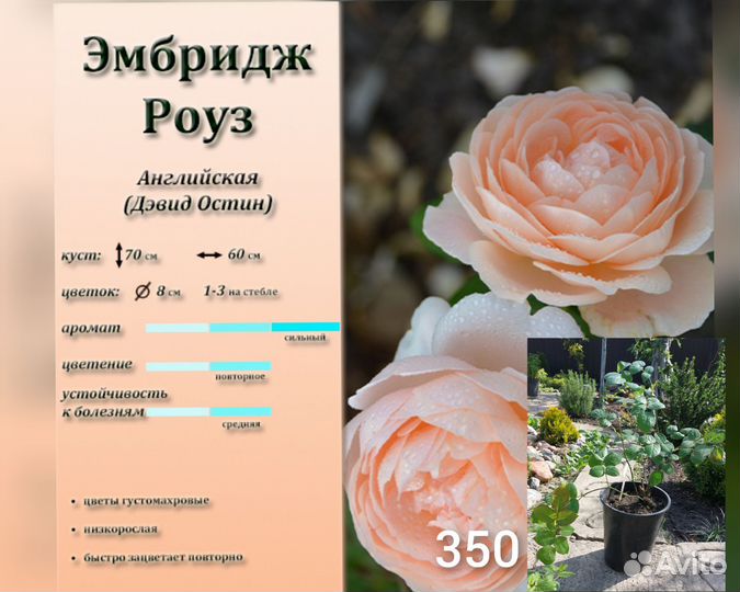 Саженцы роз