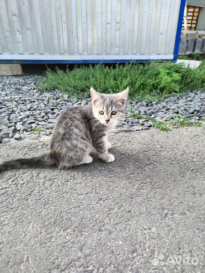 Котёнок в дар