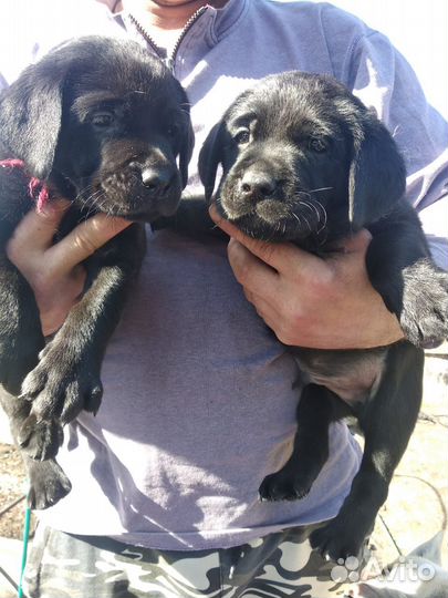 Щенки лабрадора