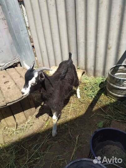 Альпийский козёл