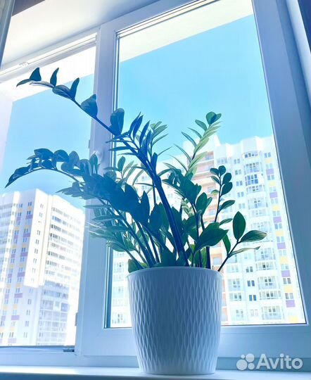 Замиокулькас