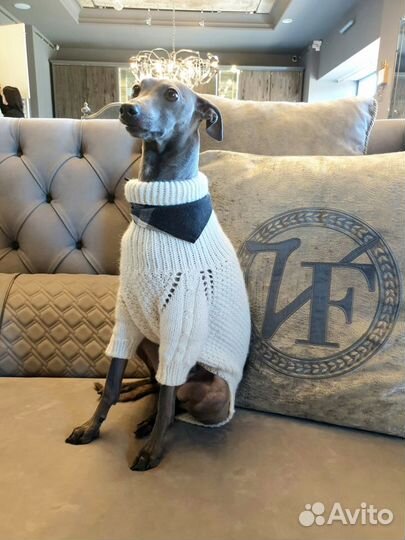 Вязка кобель левретка (итальянский грейхаунд)