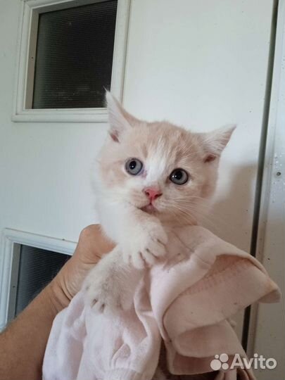 Котята манчкин кремовая девочка и голубой мальчик
