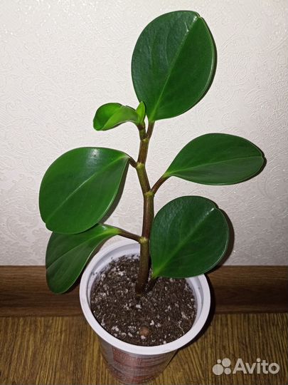 Пеперомия туполистная