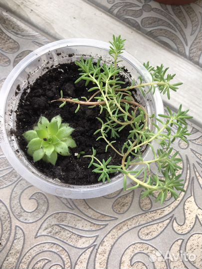 Молодило каменная роза