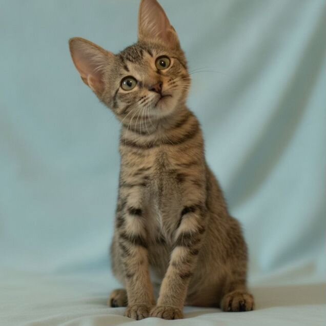 Европейский короткошёрстный котёнок