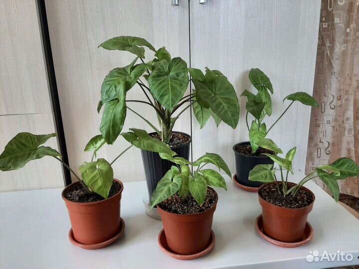 Сингониумы