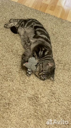 Шотландский кот вязка